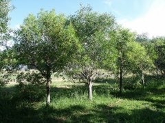 Santalum austrocaledonicum Pacific Sandalwood Santalum austrocaledonicum Pacific Sandalwood